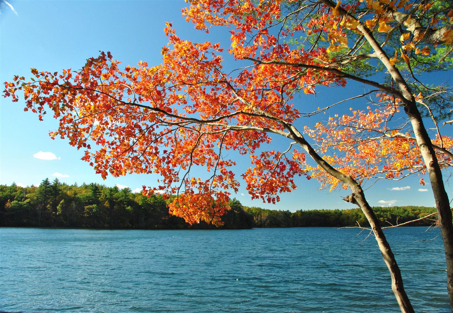 Fall is the perfect time to visit Walden Pond. The crowds have left and the leaves are turning. Photo by Angela N via Flickr.