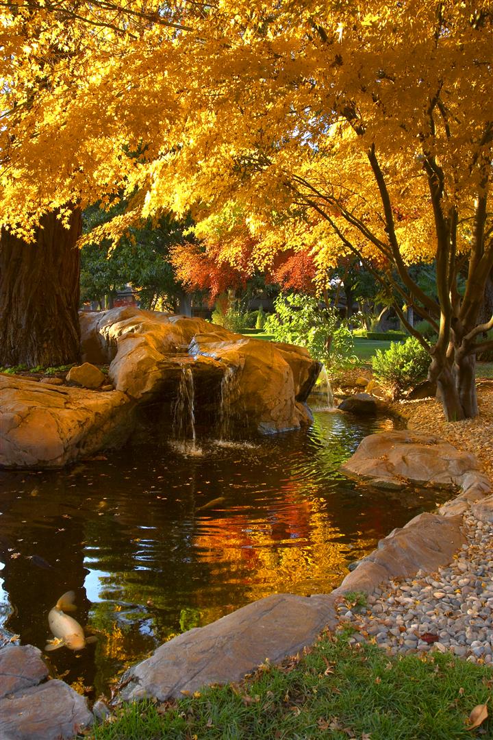 Downtown’s Paso Robles Inn boasts a wonderful garden complete with koi pond and Japanese maples that look spectacular in fall. Photo by Ron Bez.