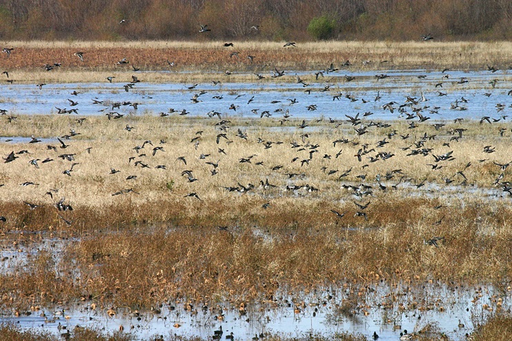 The Recreational Aviation Foundation and the city of Havana, Illinois, are organizing an inaugural migratory bird fly-in and photo shoot March 11. Pilots can expect to see thousands of Canada geese, trumpeter swans, pelicans, and ducks at the nearby Emiquon National Wildlife Refuge, about an hour south of Chicago. Photo courtesy of Aaron Yetter.