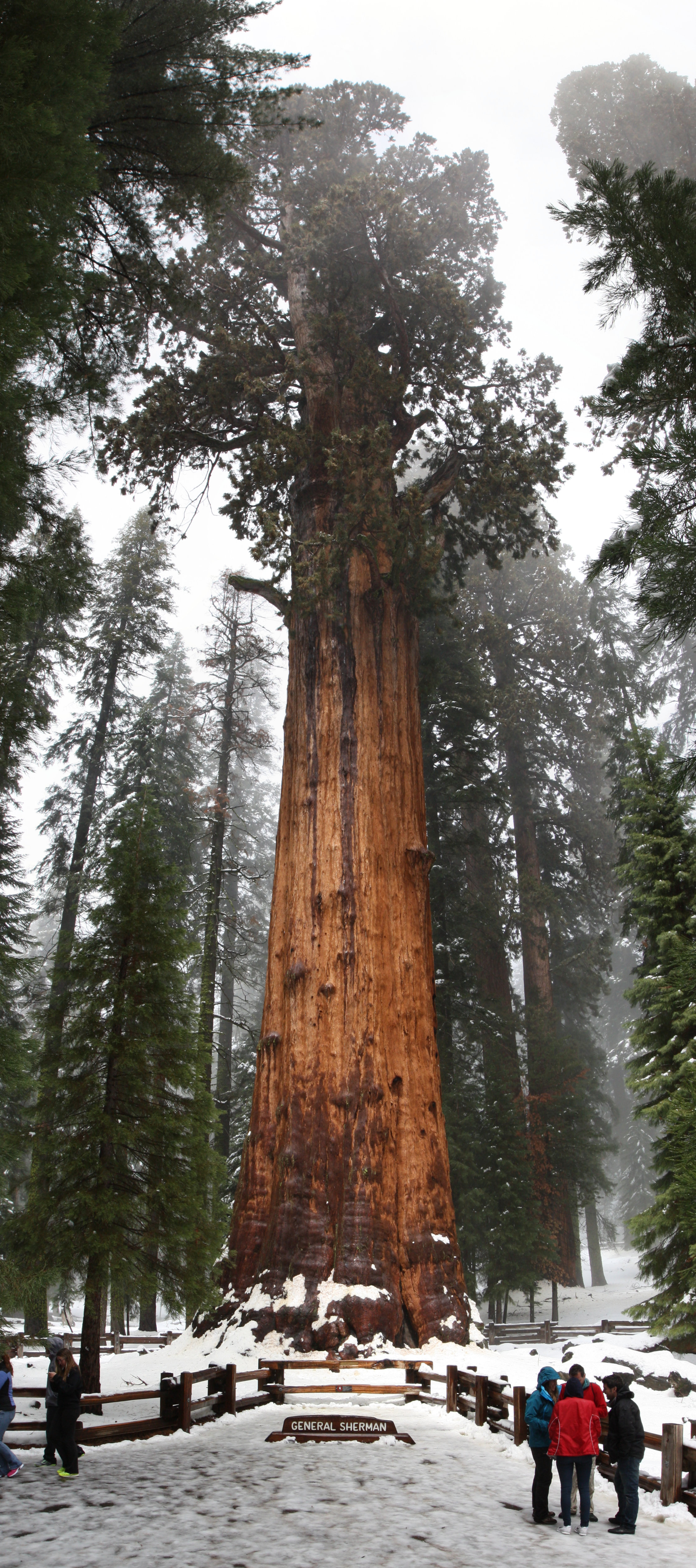 The General Sherman tree in Sequoia National Park is the largest known living single stem tree on Earth. It measures 102.6 feet in circumference at its base and weighs an estimated 1,910 tons. Photo by Mark Doliner via Flickr.