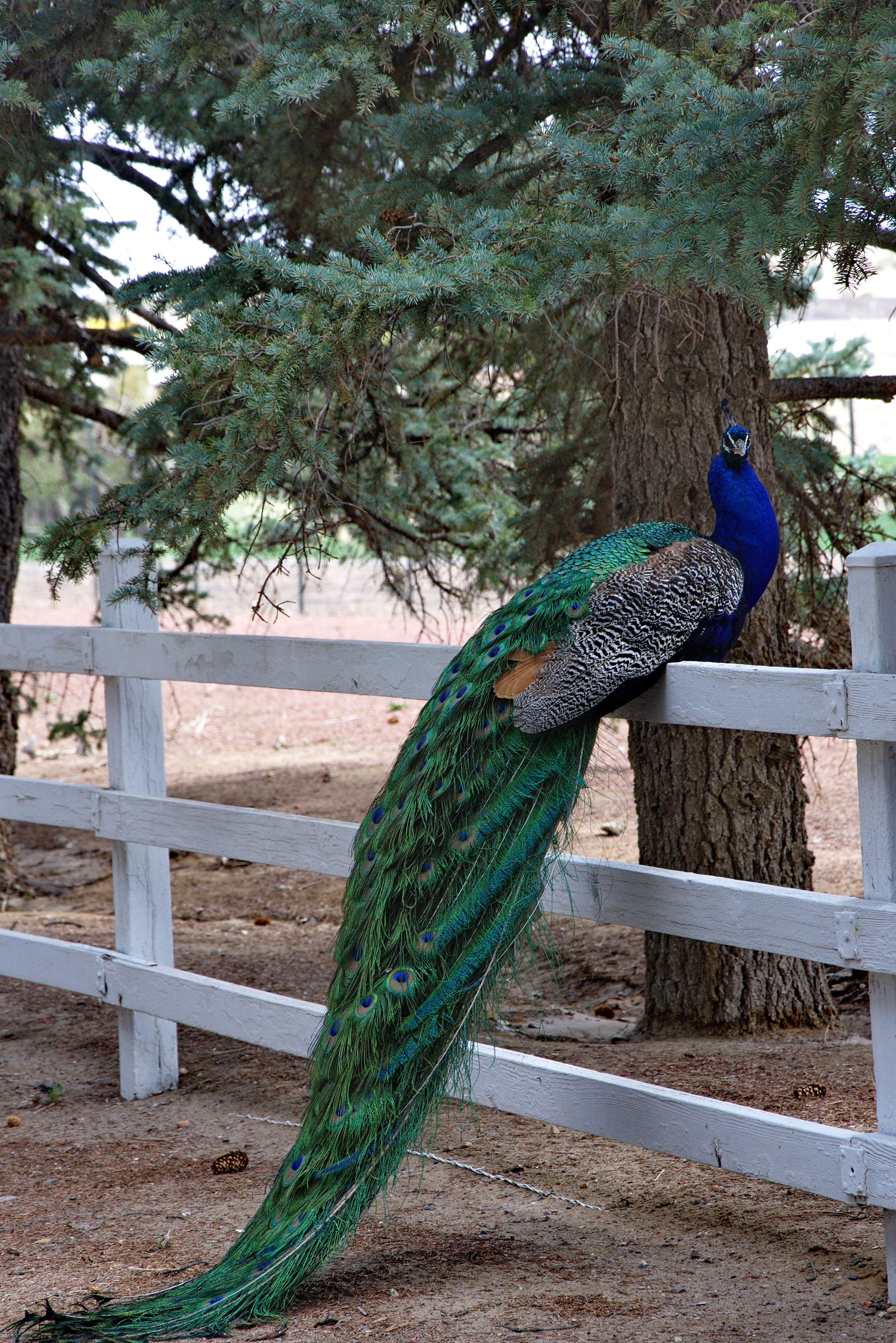 Visit the B-Square Ranch and Experimental Farm and you’ll see peacocks, emus, and wild turkeys milling about. The ranch is also home to some 400 deer and tens of thousands of waterfowl. Photo by killbox via Flickr.