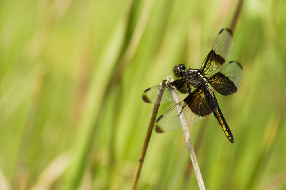 A dragonfly rests on a grass stem in the Tallgrass Prairie National Preserve, Kansas. Photo by Bo Nielsen via Flickr.
