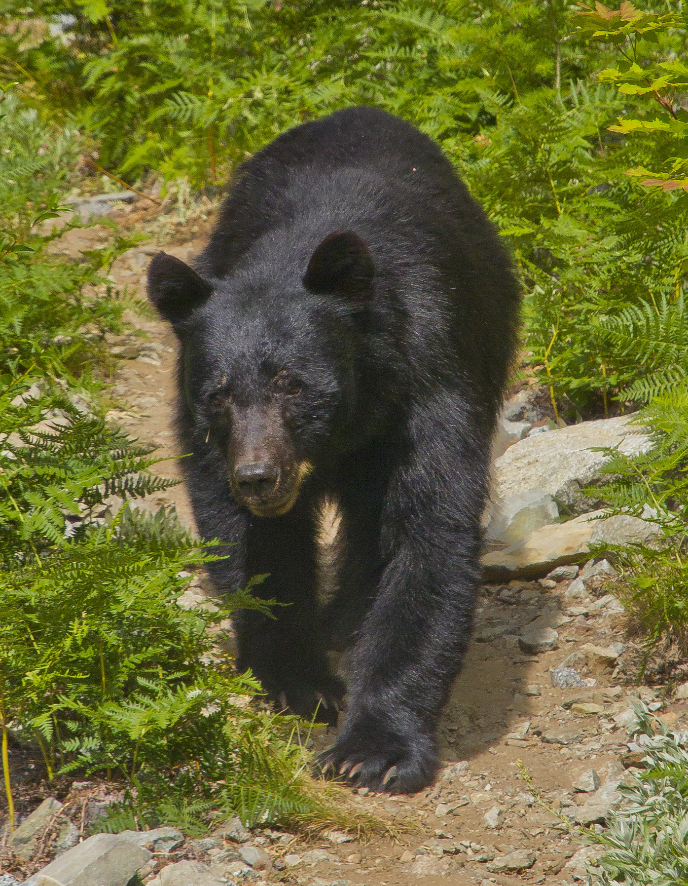 This black bear gets the right-of-way on the trail to Horseshoe Basin in North Cascades National Park, Washington. Photo by Andy Porter via Flickr.