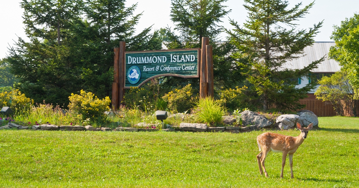 The deer on Drummond Island are unafraid of people and often hang around the Drummond Island Resort and golf course. Photo courtesy Drummond Island Resort & Conference Center.