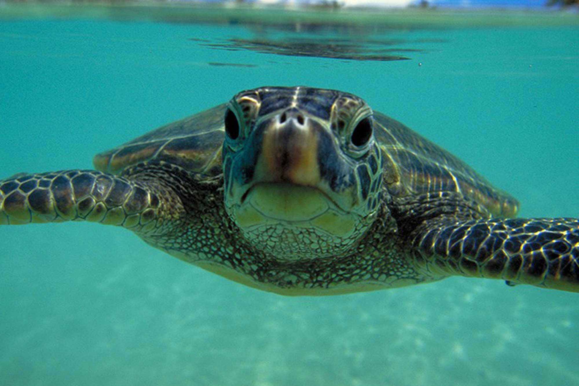 The Mauna Lani Bay Hotel has raised and released hundreds of green turtles, so the Kohala Coast boasts a large population of them. Get out in the water to meet them or see several that swim in the hotel pond. Photo courtesy Mauna Lani Bay Hotel.