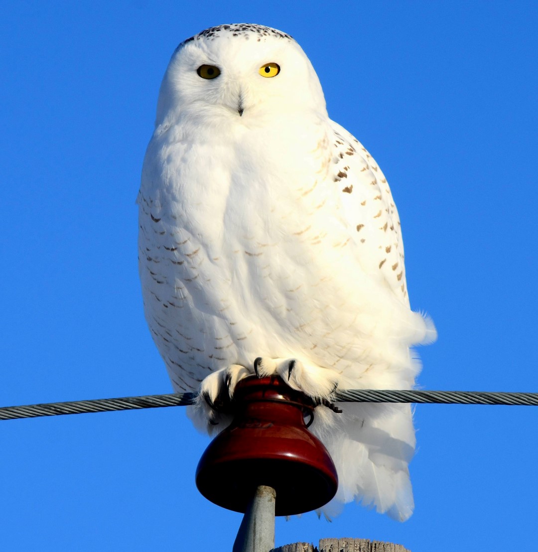Snowy owls often migrate south from Canada during the winter. This one is visiting the Benton Lake National Wildlife Refuge, looking for rodents in the grass. Photo courtesy USFWS Mountain-Prairie.