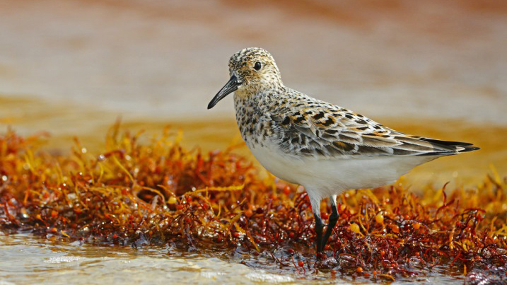 Sandpiper on the shores of Bon Secour National Wildlife Refuge. Photo courtesy of the U.S. Fish and Wildlife Service.