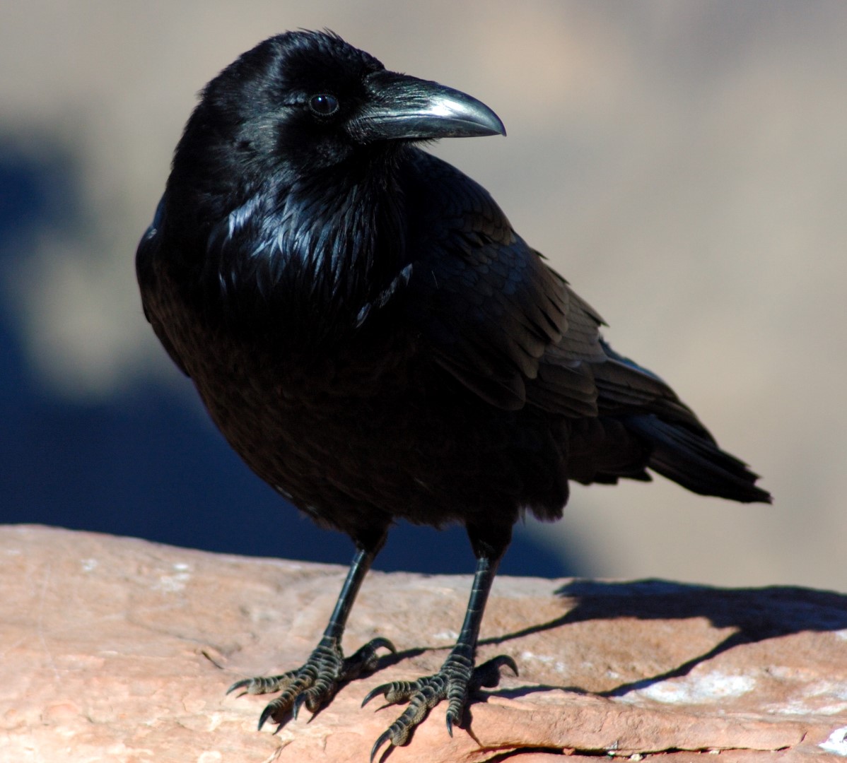 If you sit for a while, you might get a visit from a large raven like this one. These highly intelligent birds are almost always seen in pairs. They love to hover and dance in the updrafts created by the canyon walls. Photo by Crista Worthy.