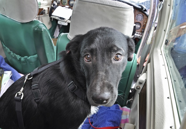 Border collie Oreo looks from the back seat of a single engine Mooney M20C Ranger before her general aviation journey to South Florida. Photo by David Tulis.