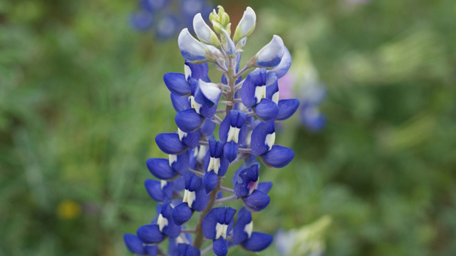A bluebonnet blooms in a field across the road from the Butterfly Garden at Lady Bird Johnson Wildflower Center. The bluebonnet is the Texas state flower. Photo by Ray Mathews, Lady Bird Johnson Wildflower Center.