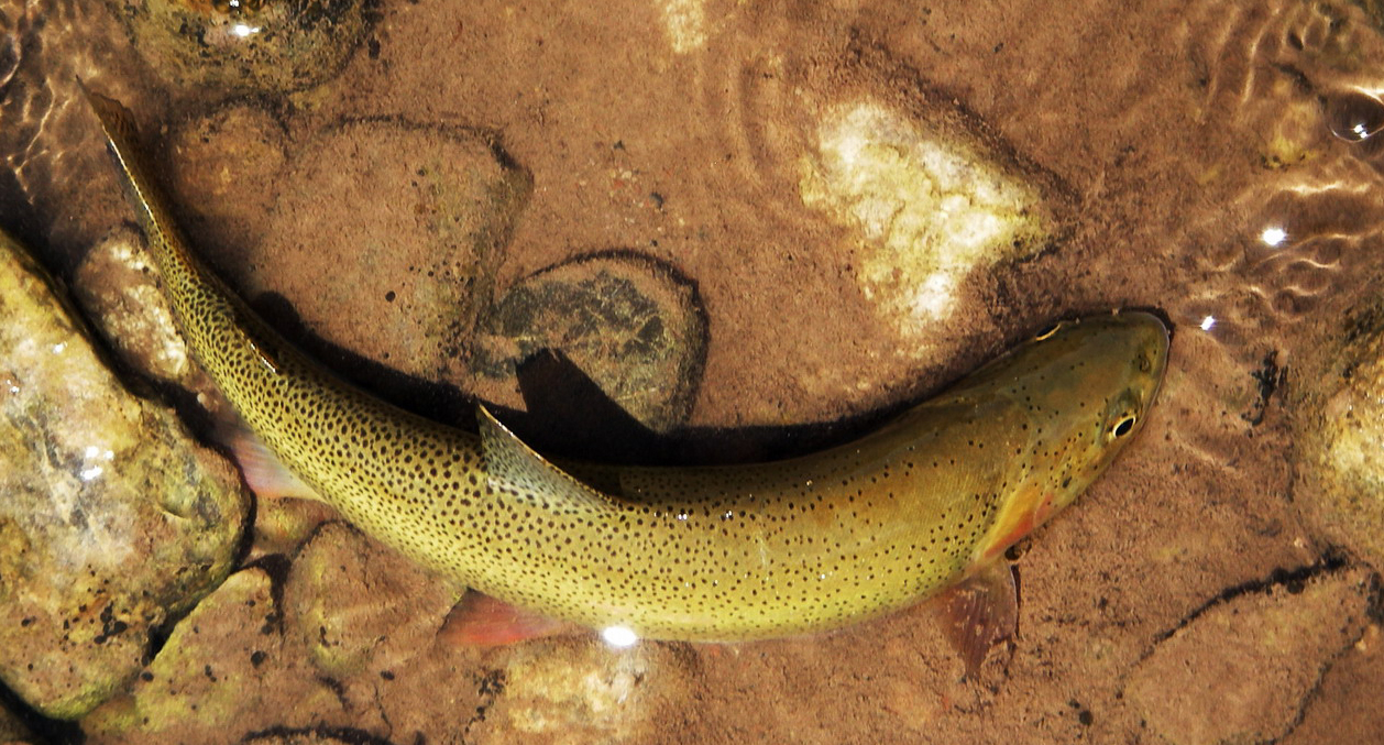 A wild, native, Snake River fine-spotted cutthroat trout. Photo by Corey Kruitbosch.