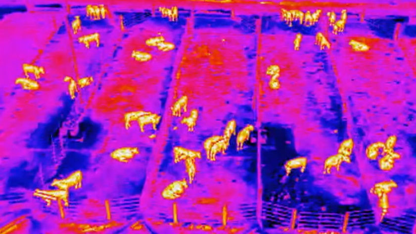 This thermal image shows the cattle below in the feedlot in Bushland, Texas, just west of Amarillo. Photo courtesy of Texas A&M University.