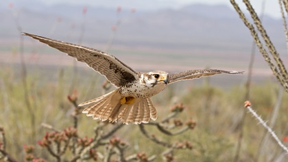 The Arizona-Sonora Desert Museum’s Raptor Free Flight lets falcons and other birds native to the region fly untethered in open desert while a narrator describes their behaviors. Photo courtesy of the Arizona-Sonora Desert Museum. 