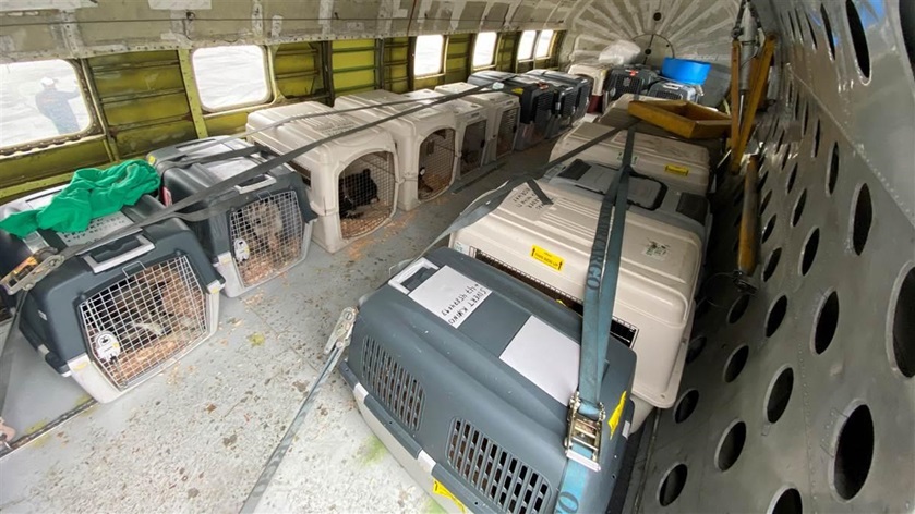 Sled dogs wait patiently in kennels packed into the vintage airliner as the flight prepares to depart the Buffalo Airways base in Yellowknife, Northwest Territories, on June 2. Photo courtesy of Patrick Jacobson.