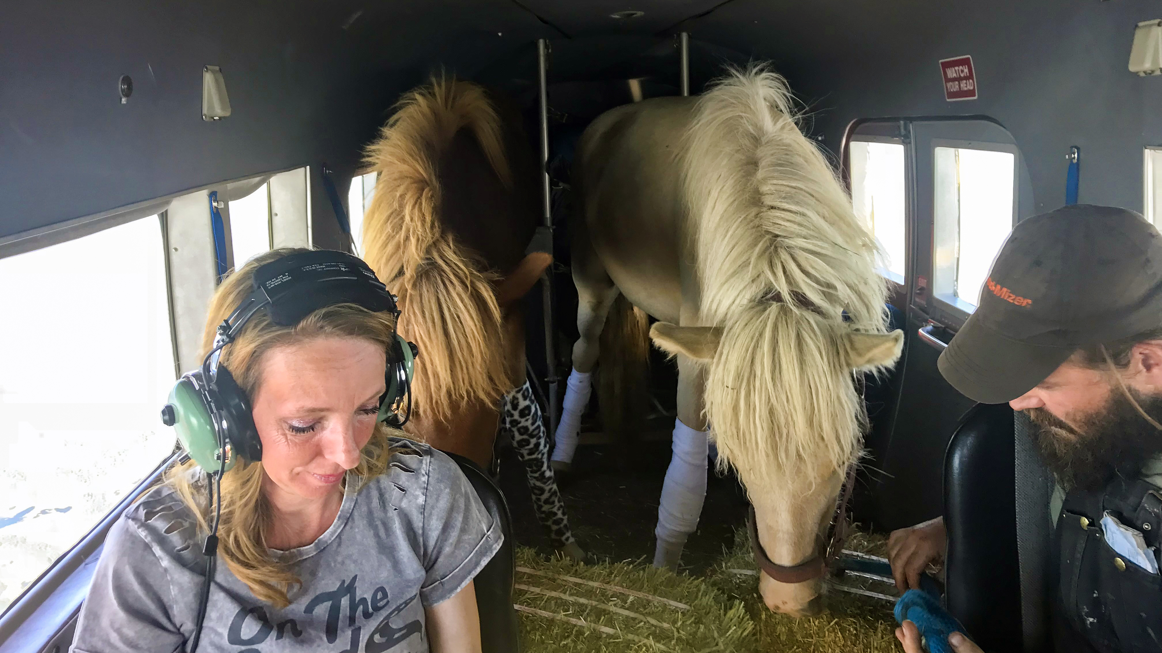 Icelandic horses hang out peacefully en route to Apricity Alaska Homestead on the other side of the Alaska Range in Talkeetna Air Taxi’s Turbine Otter.