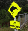 Kiwi wandering
