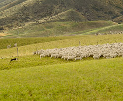 Sheep herding in NZ