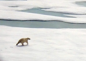 One of an estimated 16,000 polar bears living in Canada, not far from Resolute Bay. Photo courtesy of Dirk Paquette and Daisy Visperas