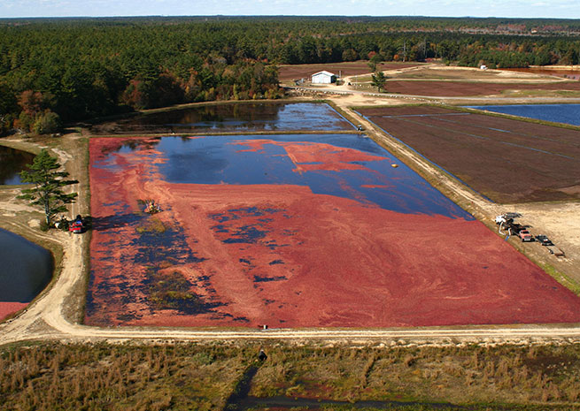 Helicopters allow cranberry growers to maintain and harvest their bogs without damaging them with heavy vehicles. Photo courtesy of Ryan Rotors. 