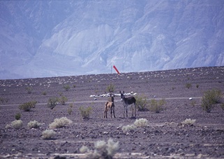 Wild burros frequent the airstrip, one of the few sources of water in the valley. Photo courtesy Pilot Getaways Magazine.
