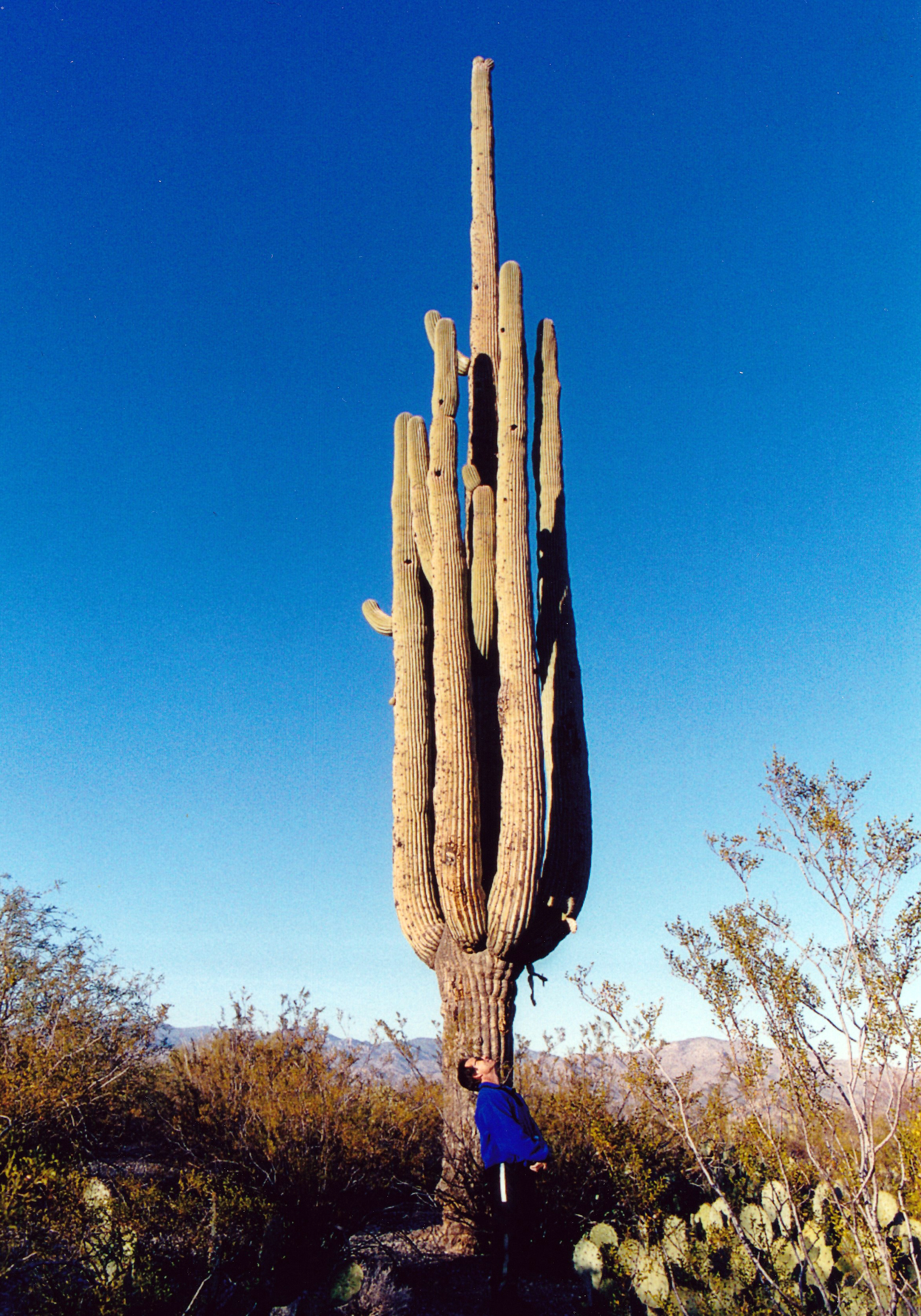 Fred Worthy gazes up at an old giant saguaro that rises some 30 feet above the eastern Rincon Mountain District of Saguaro National Park. Photo by Crista Worthy.