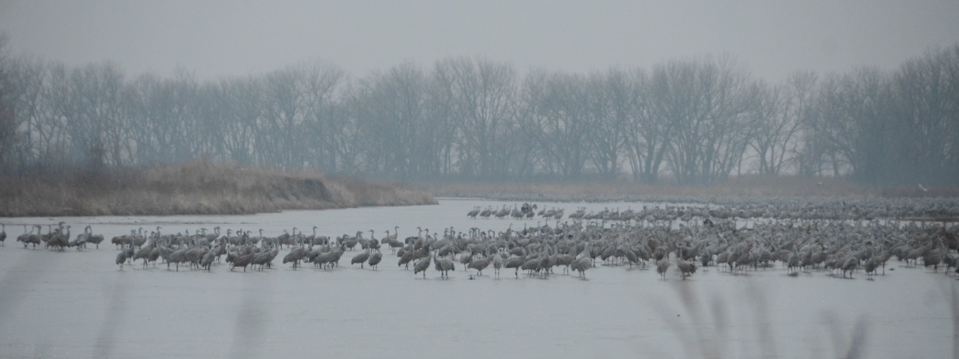 Dawn on the Platte River. Soon the cranes will depart en masse to nearby fields to feed and display. Photo by Robert Payne.