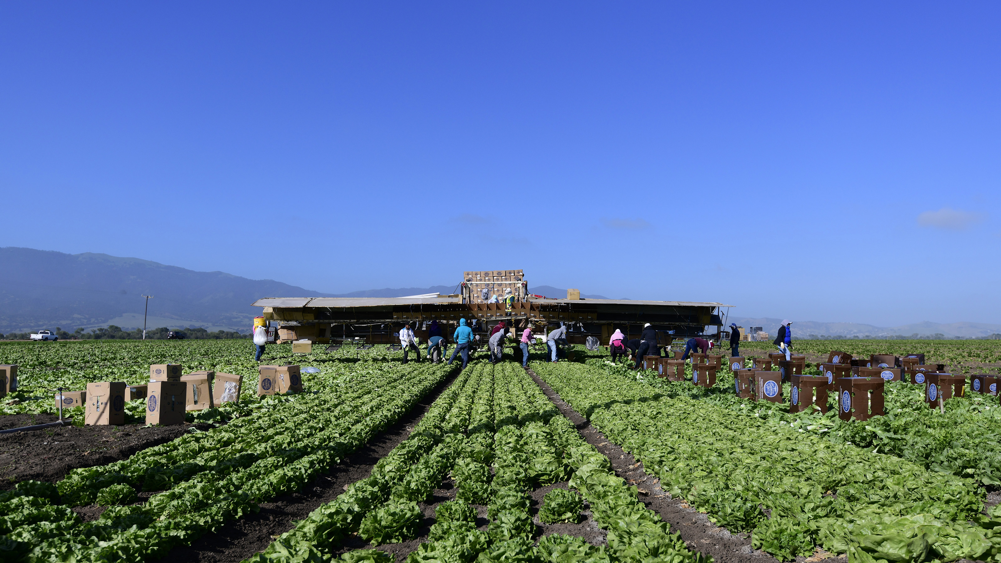 Farmers and field workers tend a crop of lettuce in the fertile Salinas Valley, known as the 'salad bowl' of the U.S. for its high-quality produce. Photo by David Tulis.