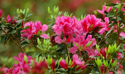 Azaleas bloom during the Masters Tournament at Augusta National Golf Club. The golf course was an indigo plantation and a plant nursery before golfing great Bobby Jones determined it would make a fine location for a premier event. Photo by David Tulis.