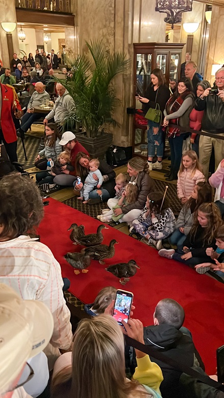The Peabody Ducks are accustomed to getting a lot of attention. Photo by Sierra Harrop.