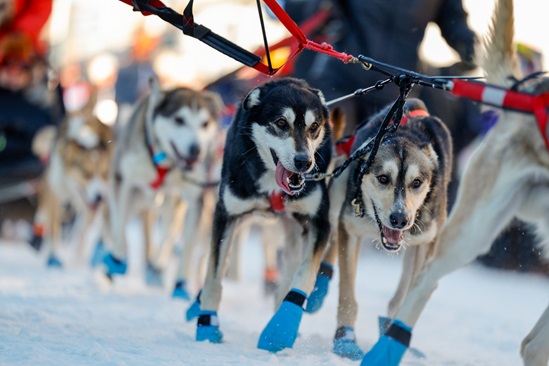 Iditarod's air support