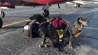 Canine companions Mingus and Mozzie enjoy the ride. Photo by Ben Welsh.