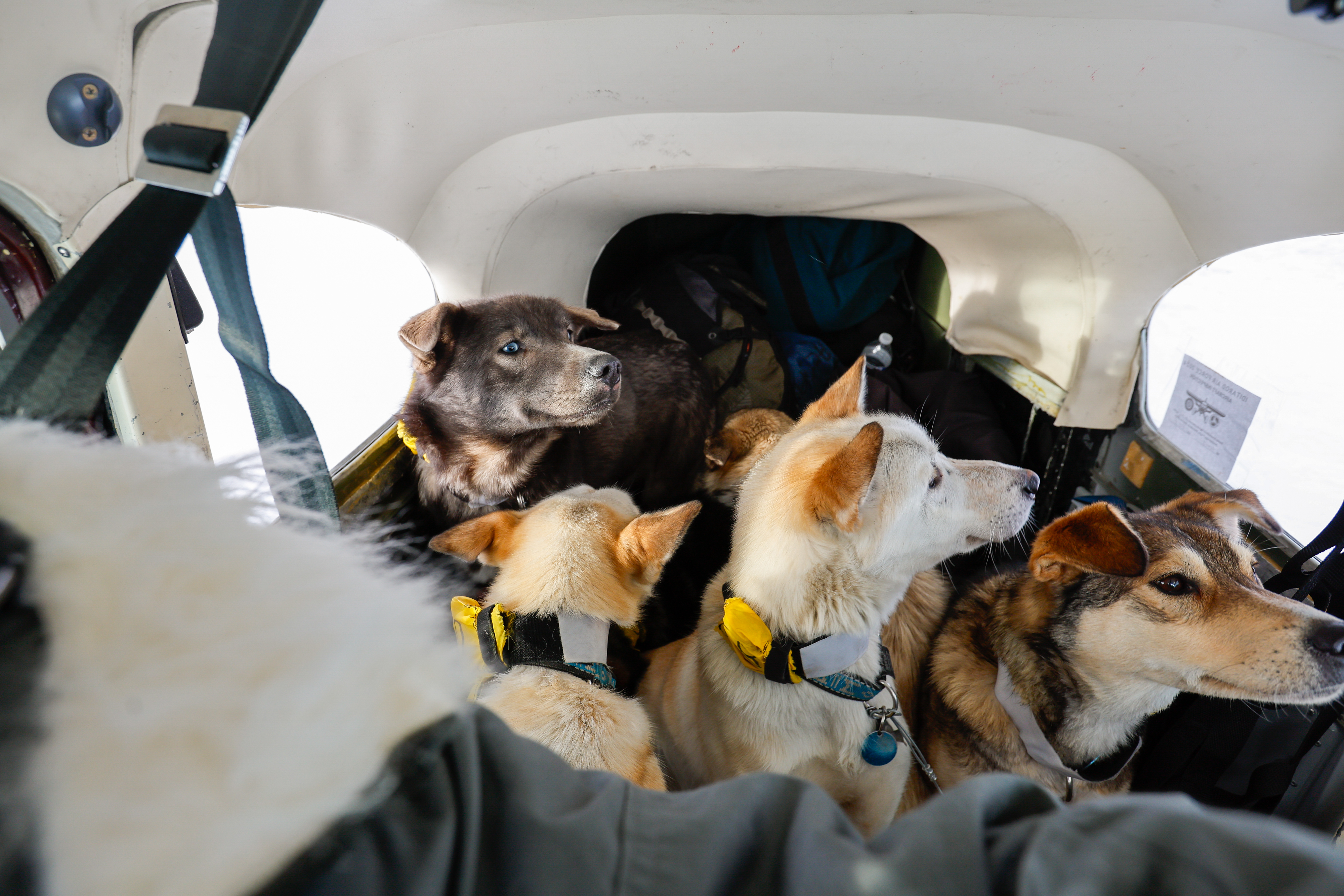 Iditarod Air Force pilots report their canine passengers are generally among the most well-behaved, pleasant company one could want. Photo by Chris Rose. Iditarod Air Force pilots report their canine passengers are generally among the most well-behaved, pleasant company one could want. Photo by Chris Rose.