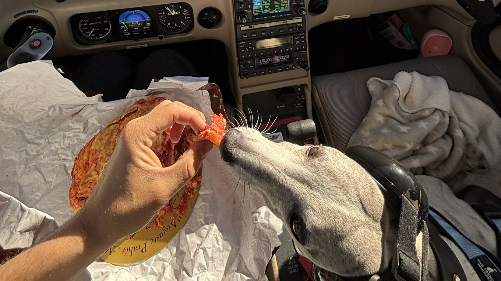 Did I mention that I like treats? Photo courtesy of Lilou. 