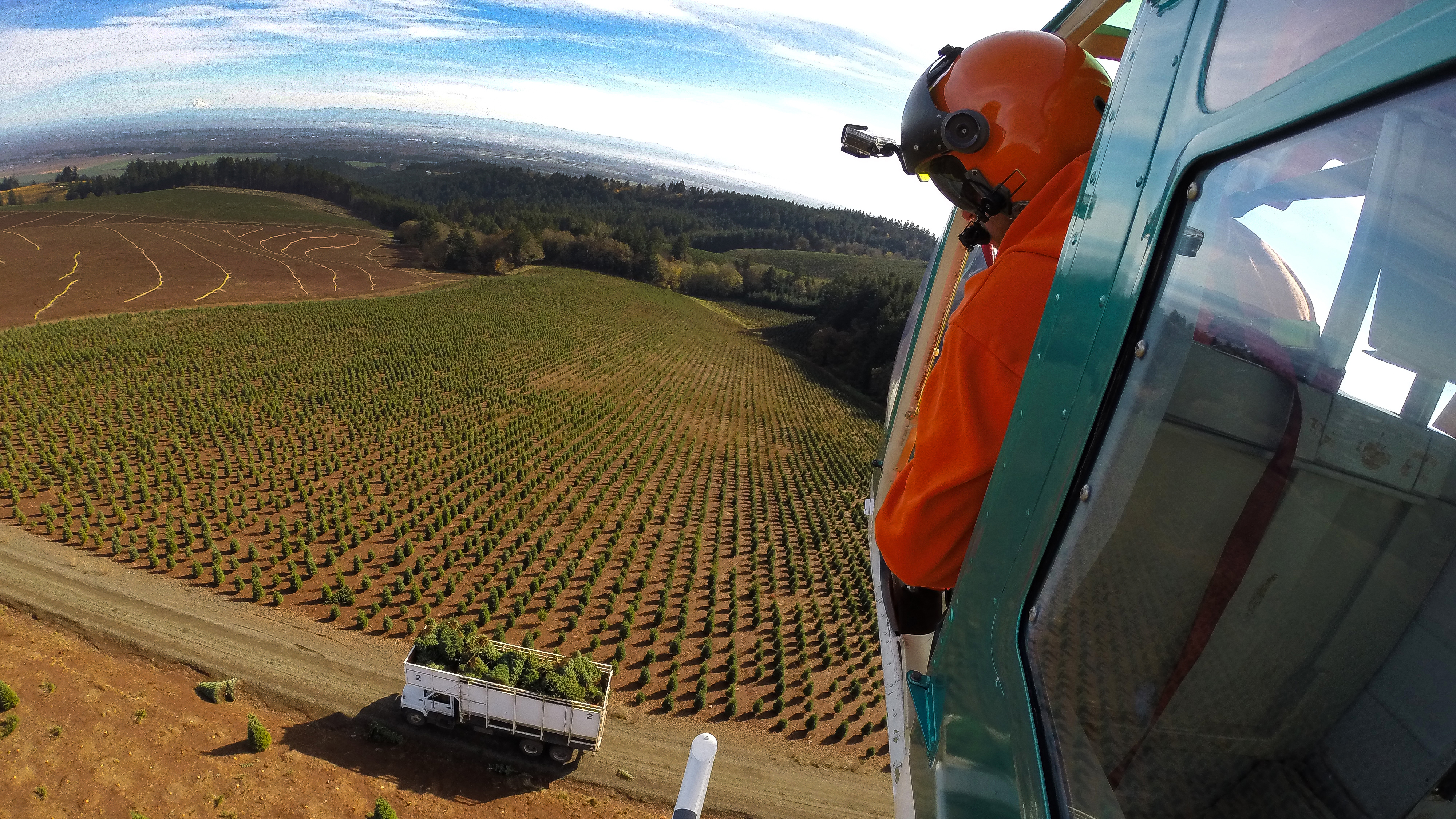 Oregon's Noble Mountain Tree Farm