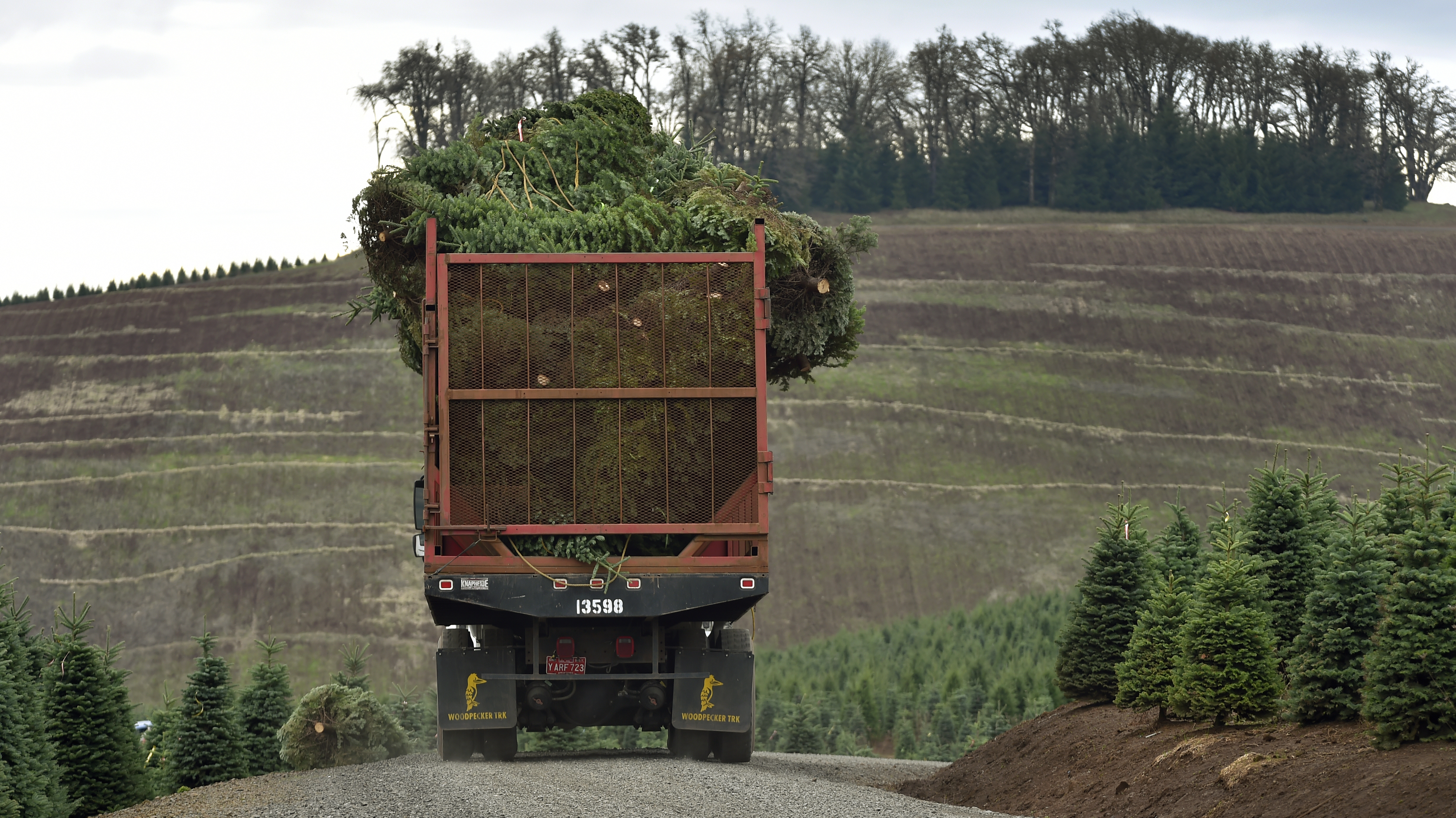 Oregon's Noble Mountain Tree Farm