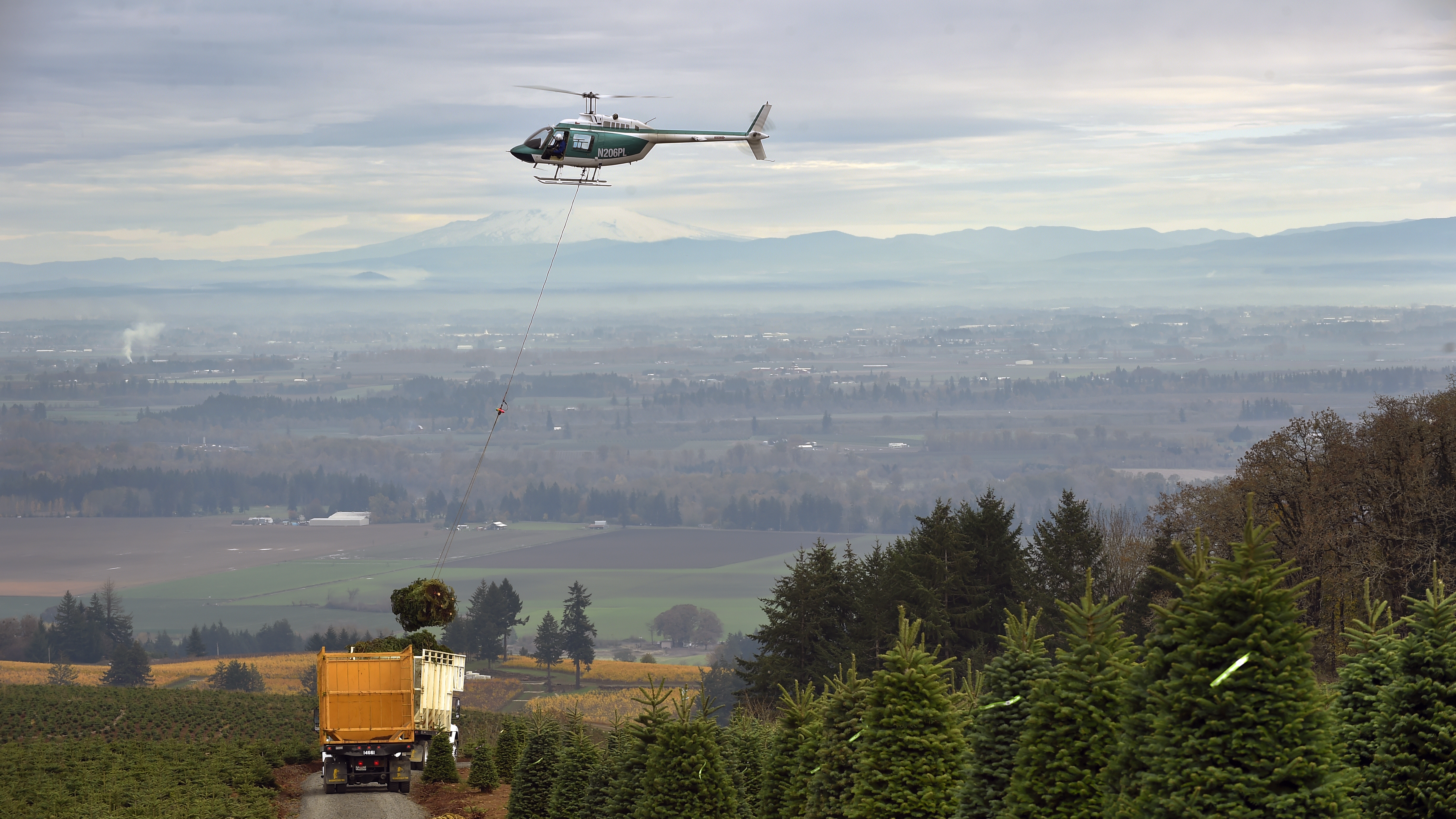 Oregon's Noble Mountain Tree Farm