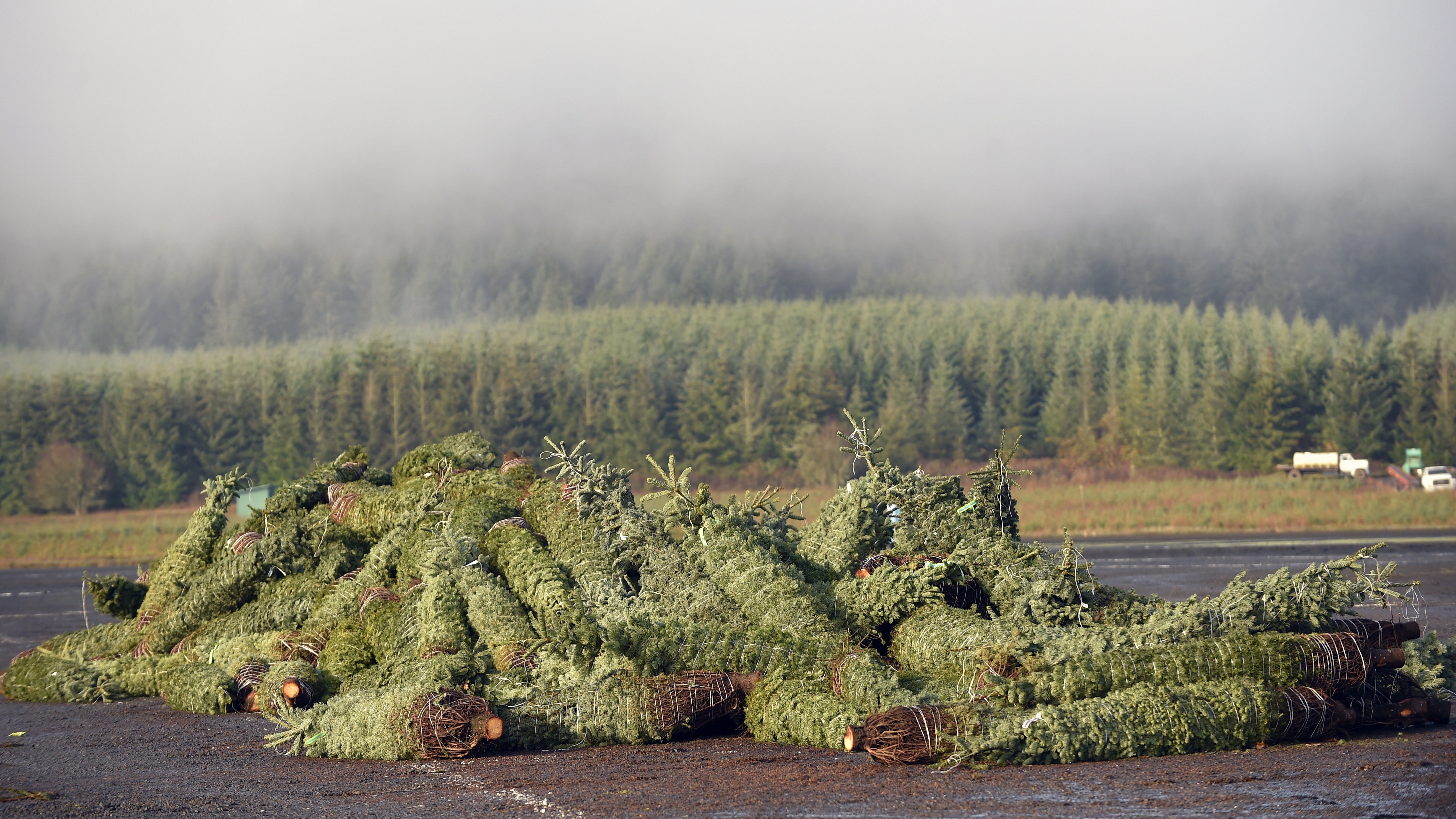 Oregon's Noble Mountain Tree Farm