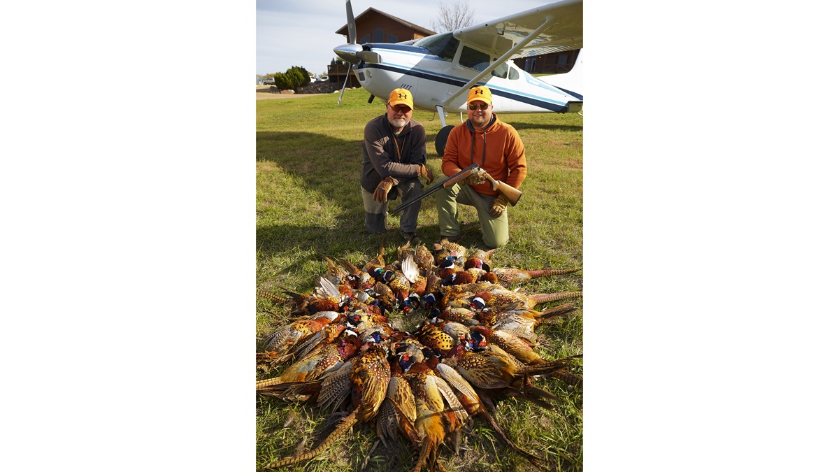 Hunting pheasants
