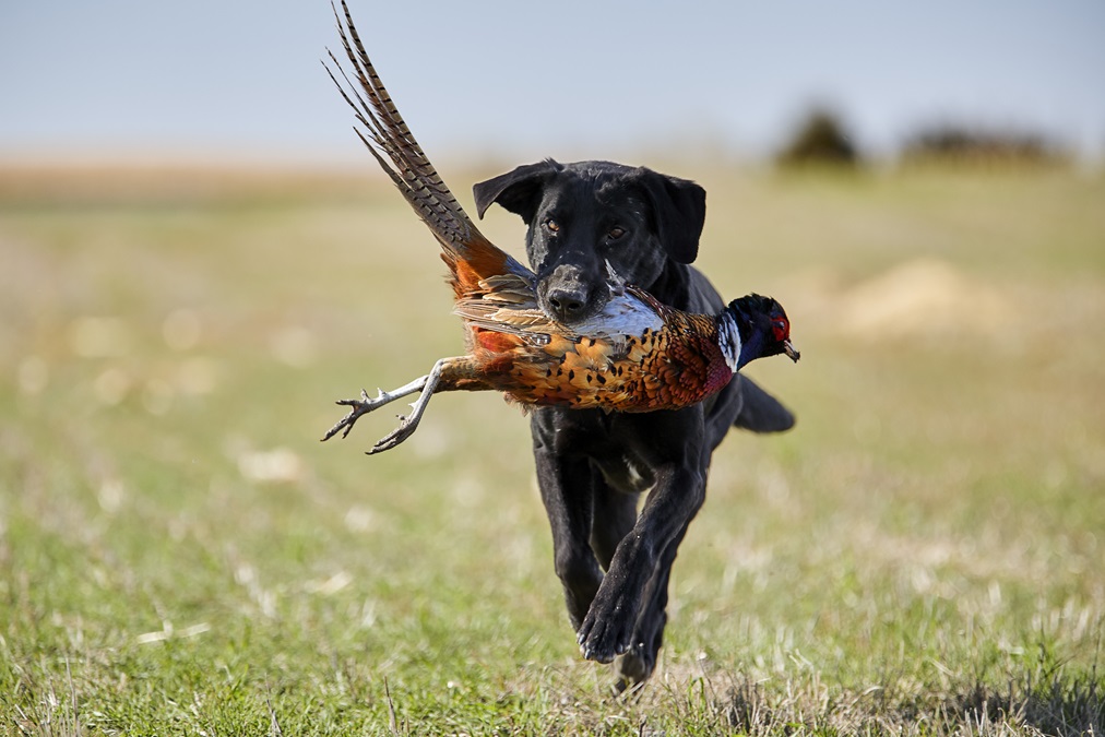 Hunting pheasants