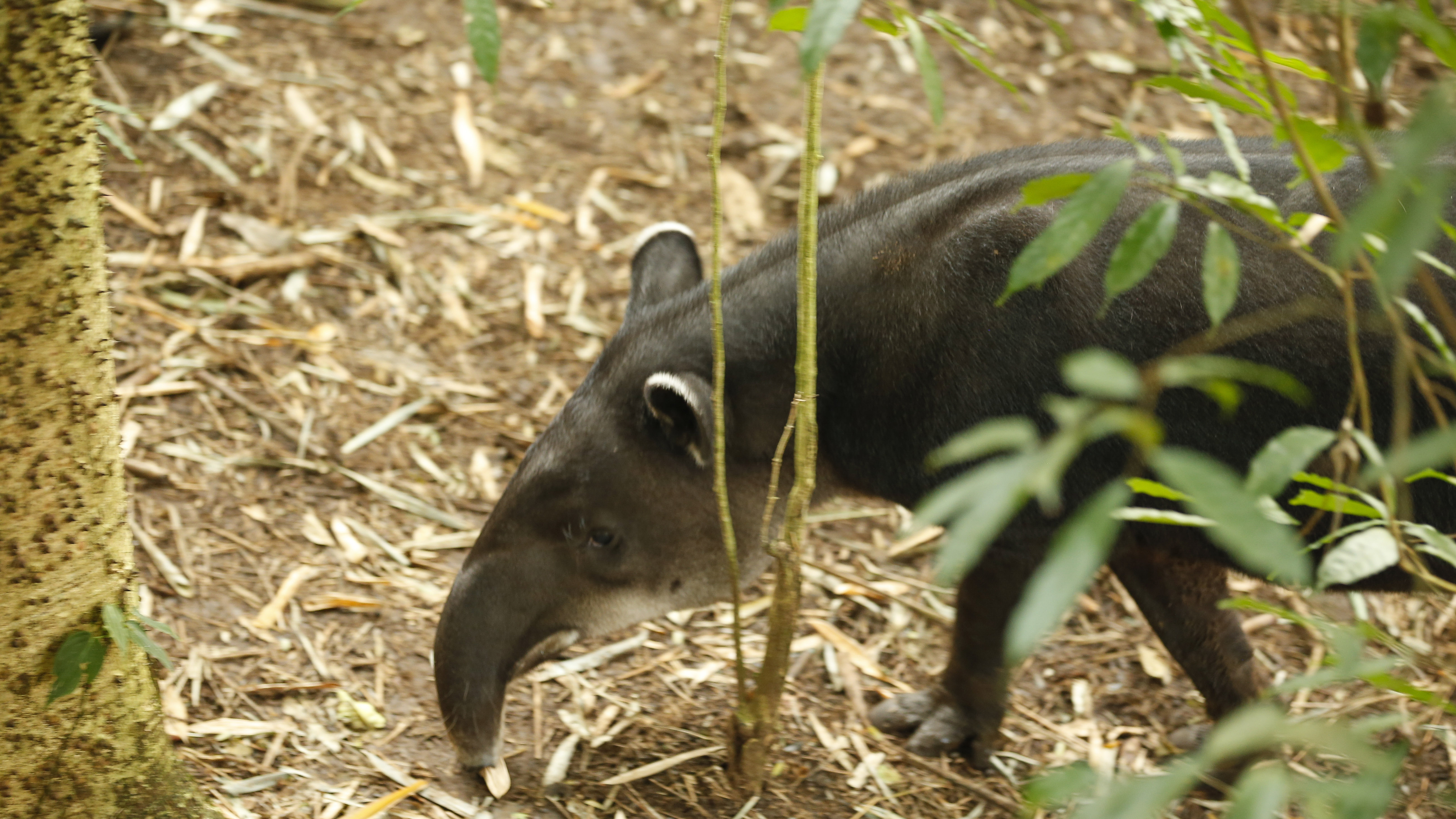 It’s common to see tapirs in Osa’s Corcovado National Park.