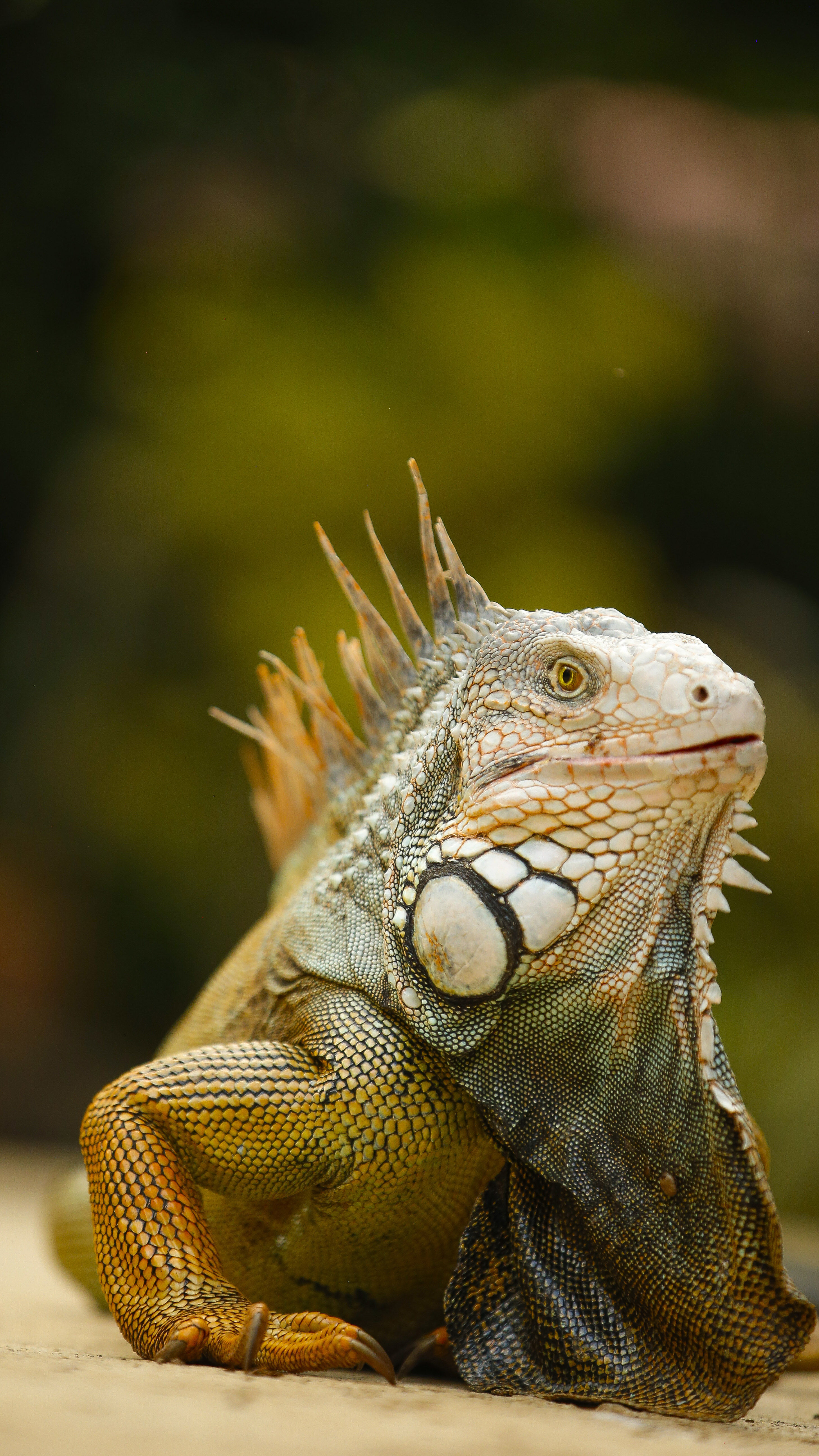 The large iguana is a favorite of guests to Zoo Ave animal rescue center outside San Jose.