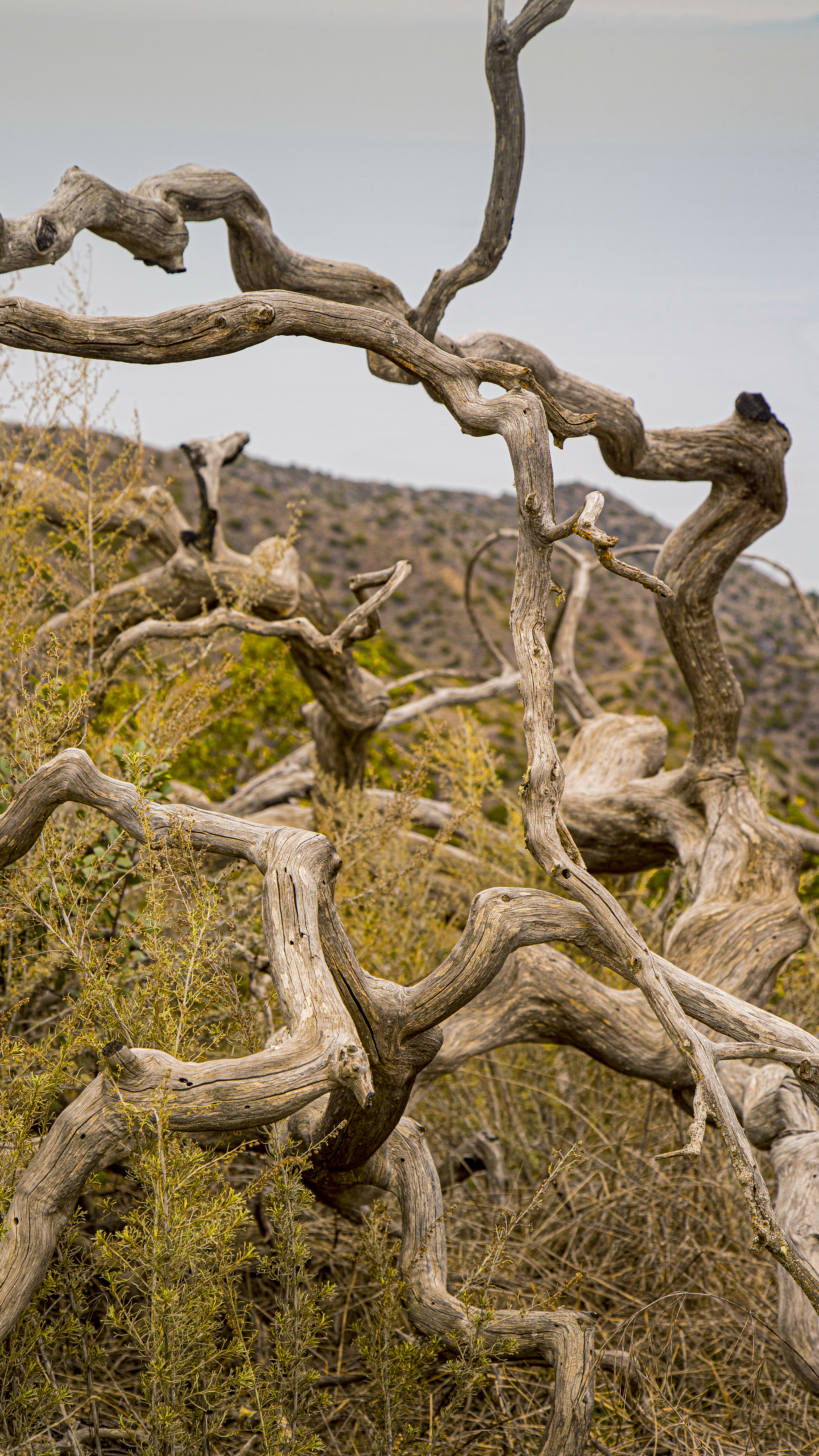 Weather worn branches on a ridge near the field.