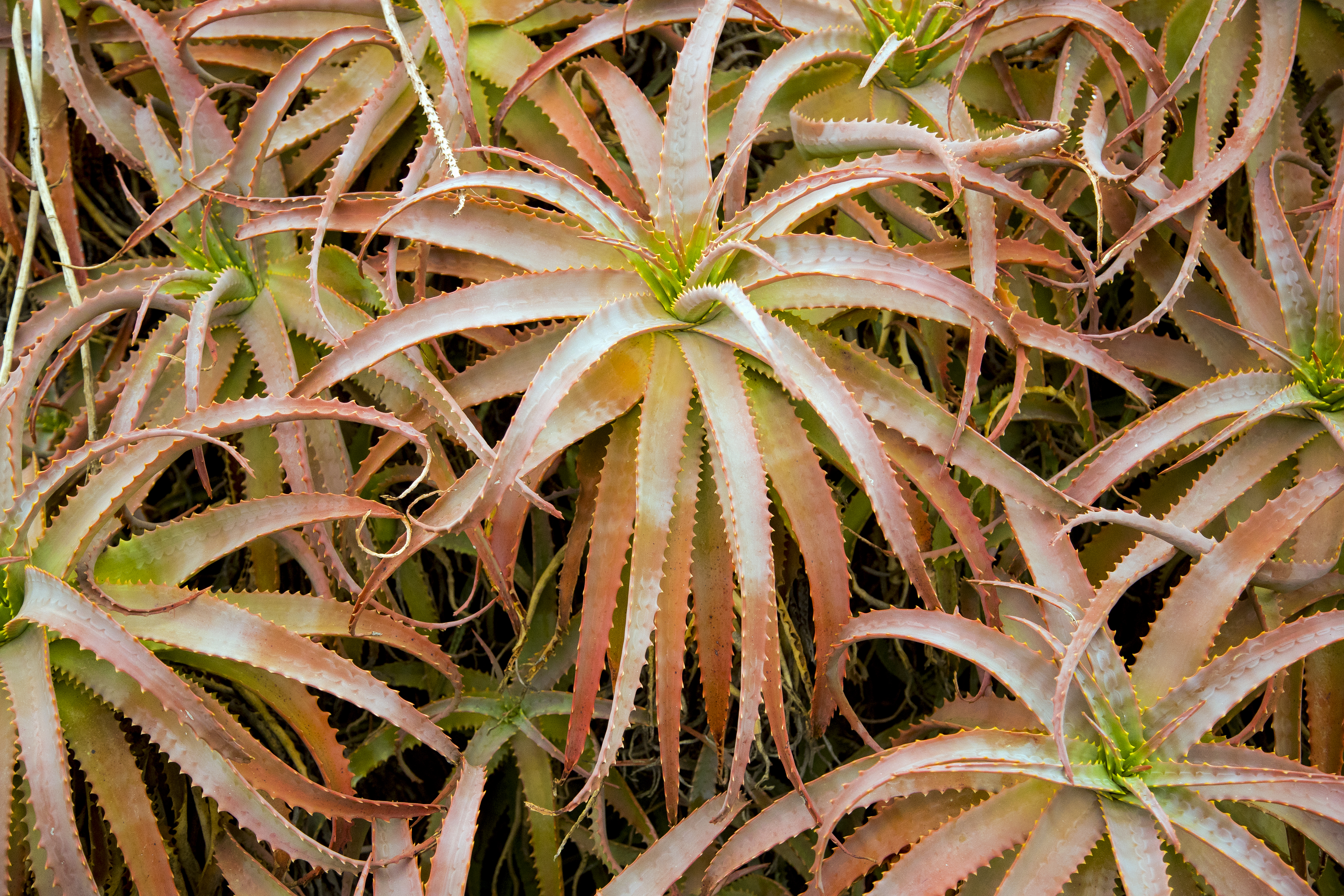 The climate of the island allows cacti and other succulents to thrive. 
