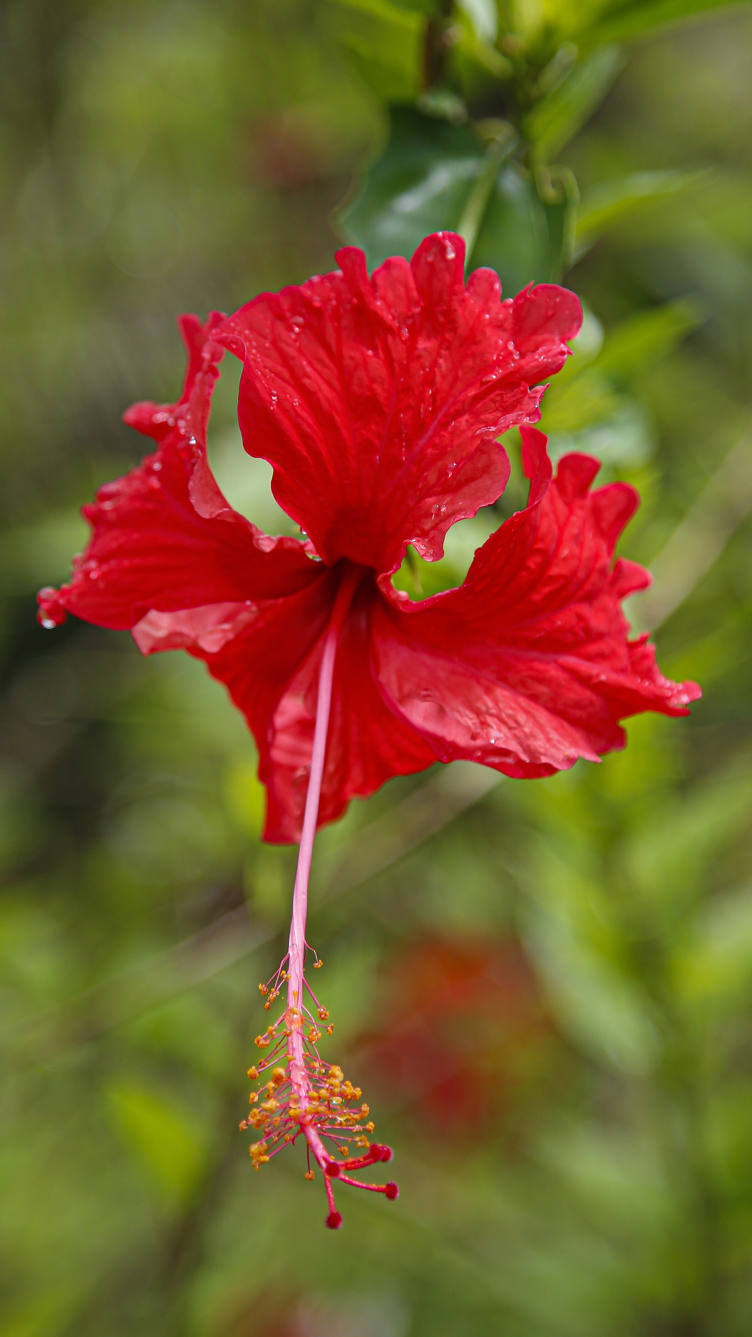 Wild hibiscus flowers are one of hundreds of species that await visitors. 