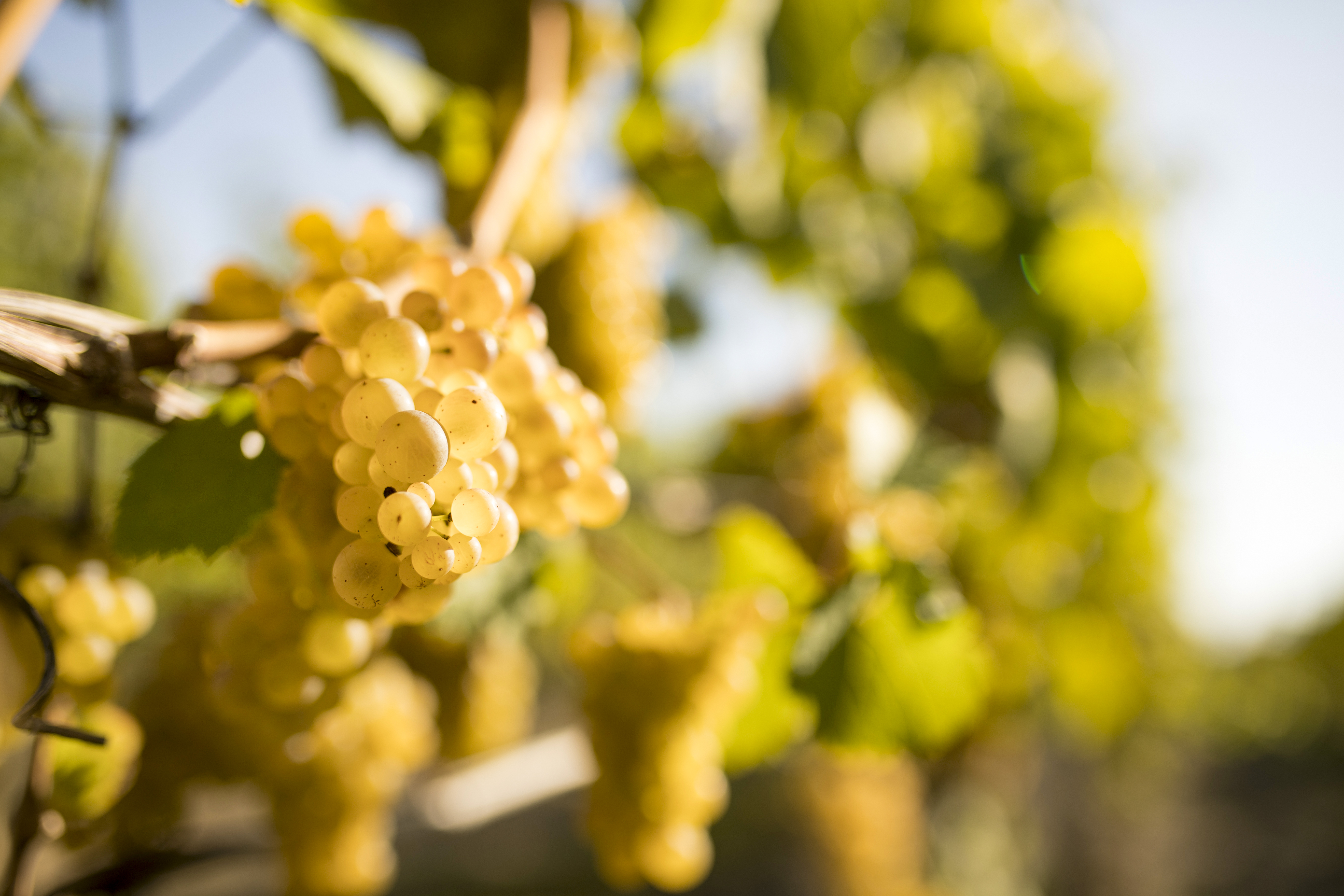 Grapes have been grown in the Finger Lakes since the late 1800s.