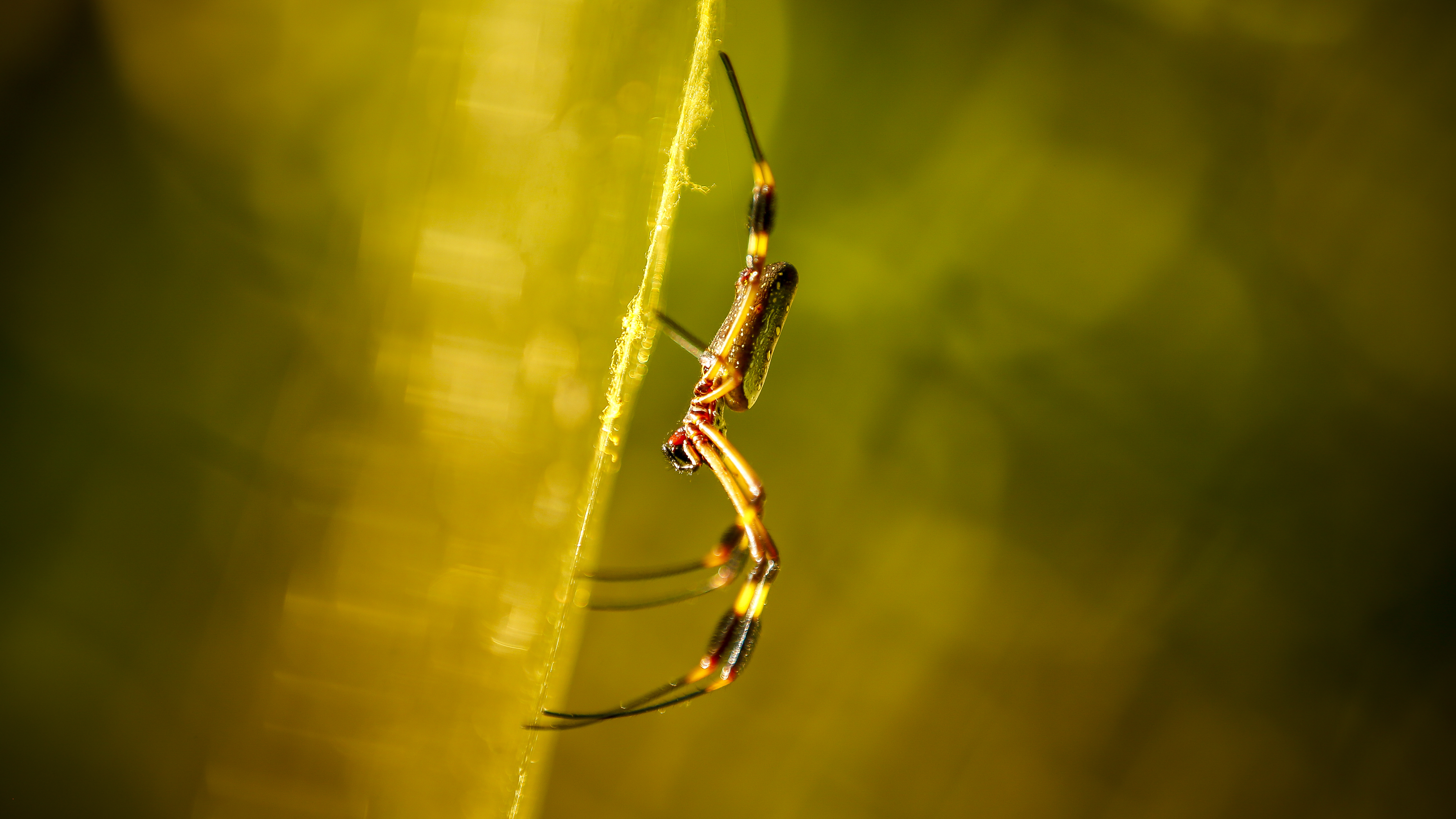 Approximately a quarter of the country’s area is protected by 30 national parks.