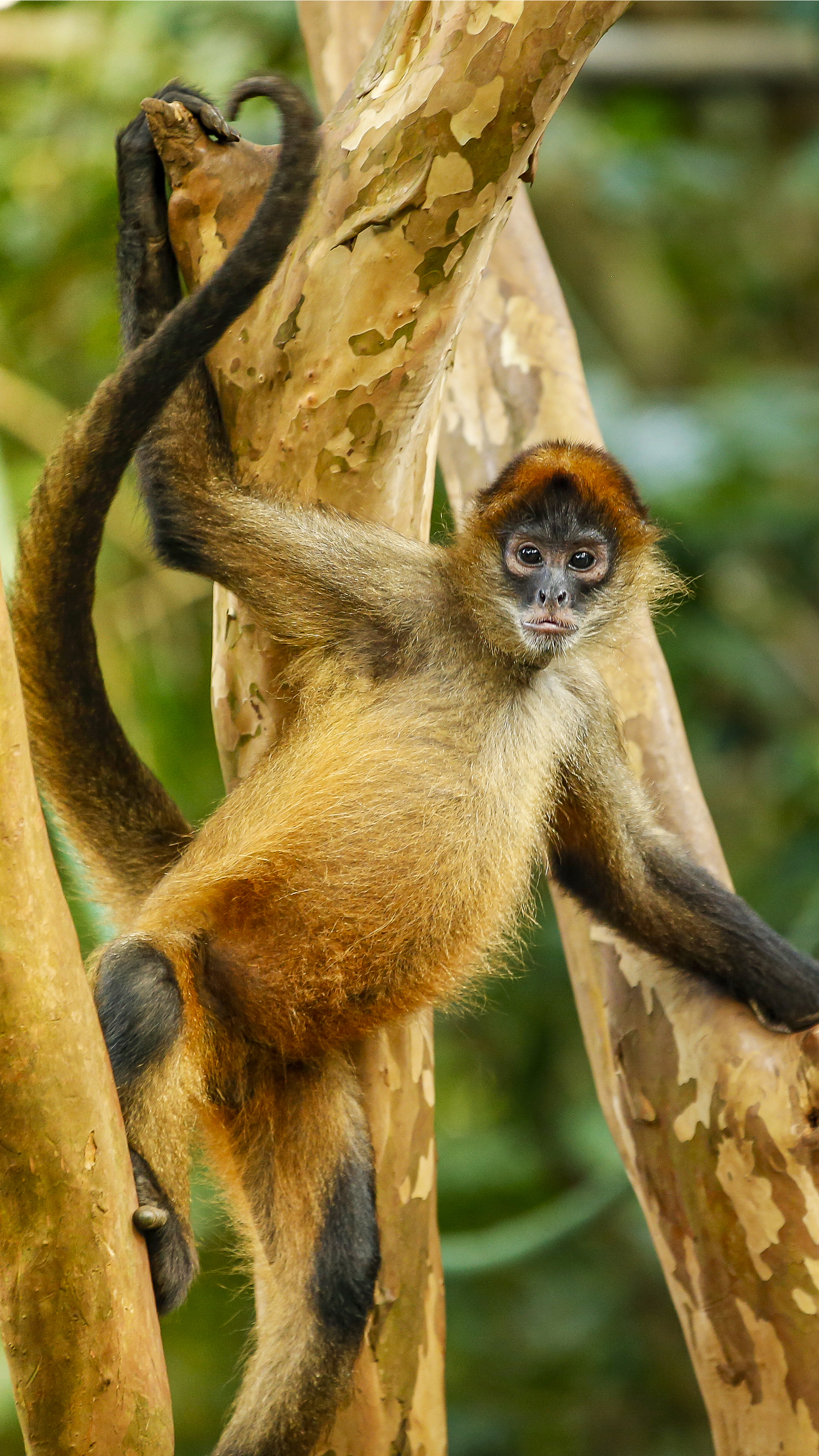 Costa Rica's fauna is as diverse as its flora.