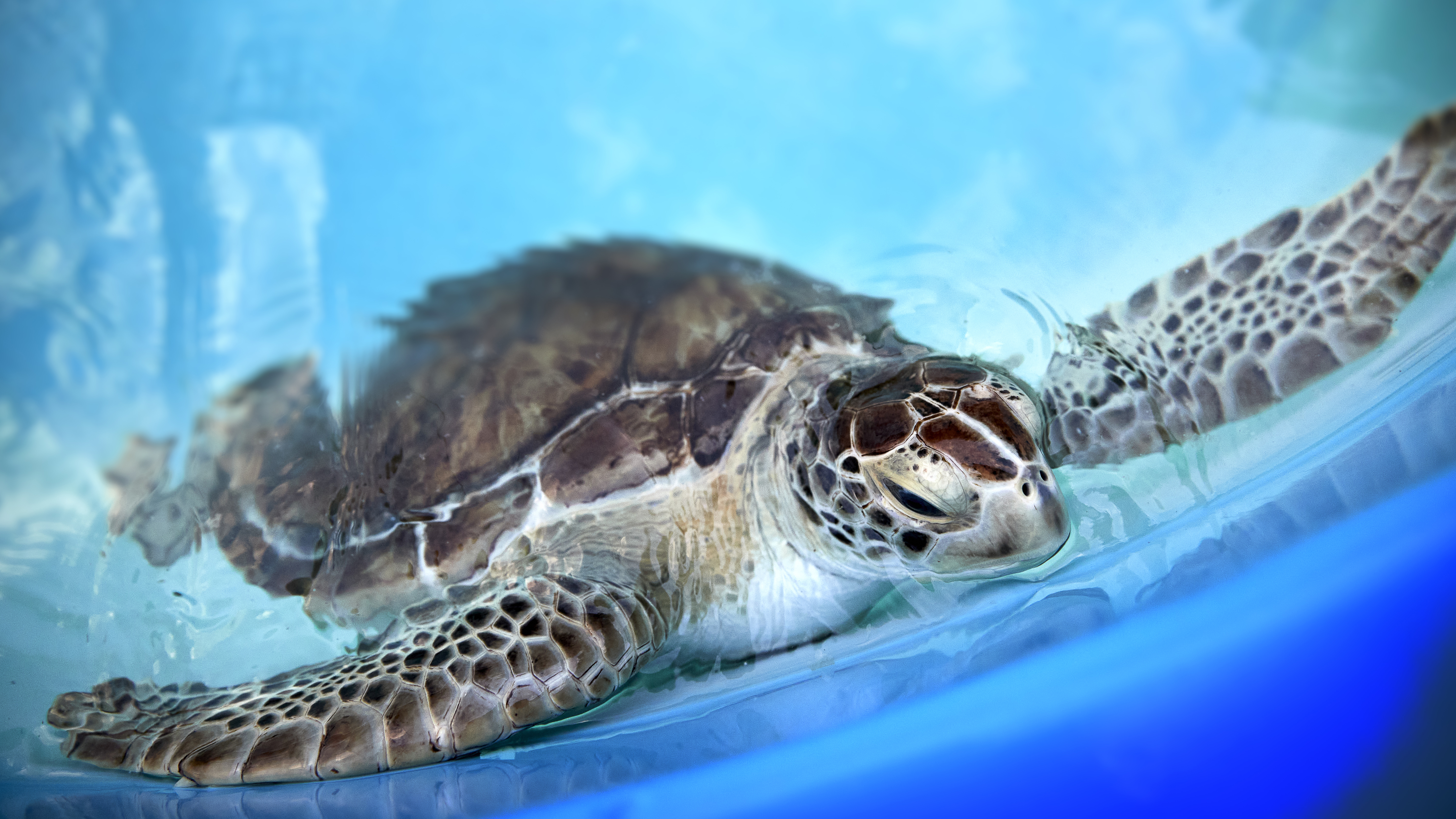 The Turtle Hospital on Marathon Key has rehabbed and released more than 1,500 turtles since it opened in 1986.