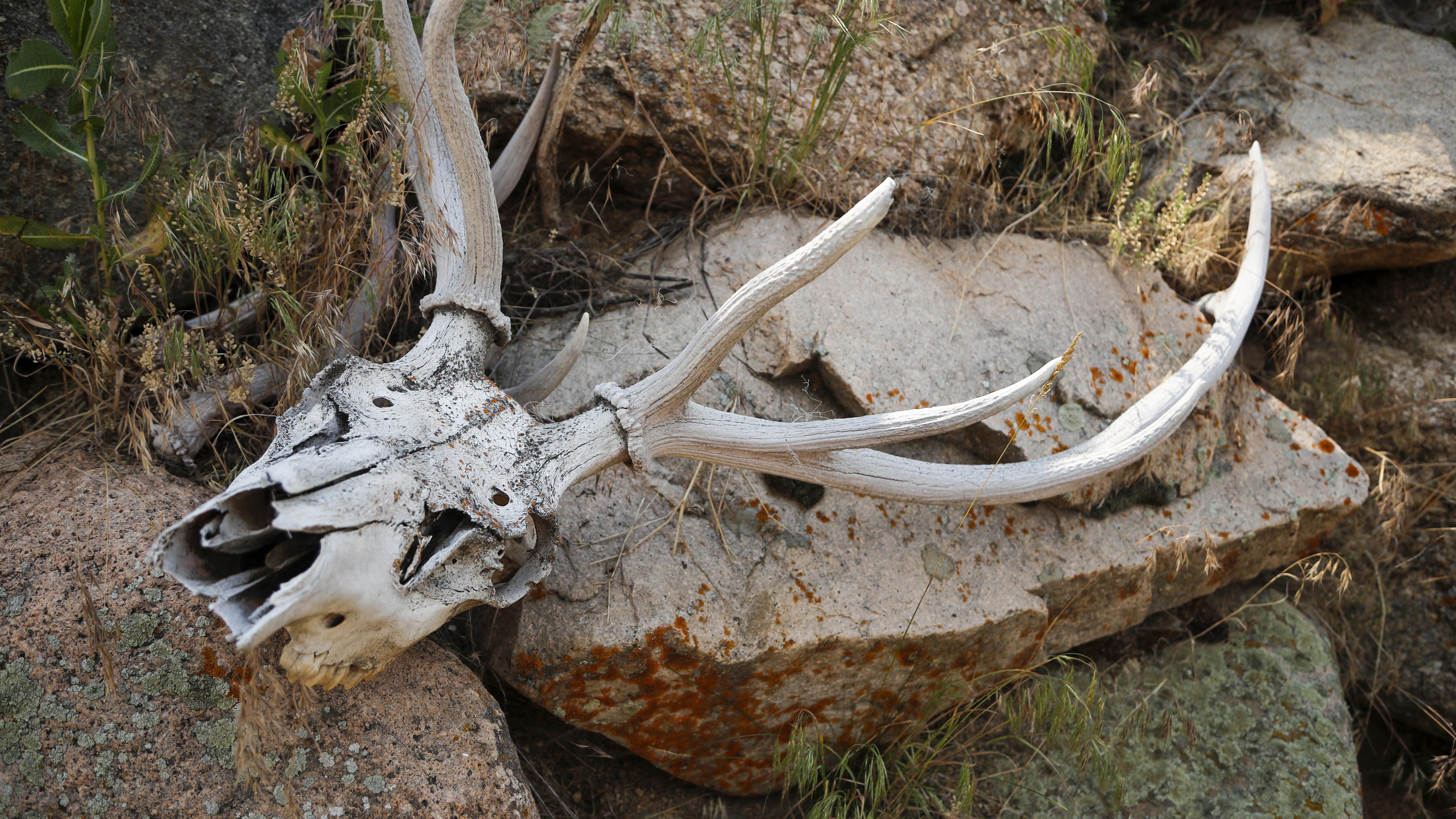 A dried deer skull and antlers.