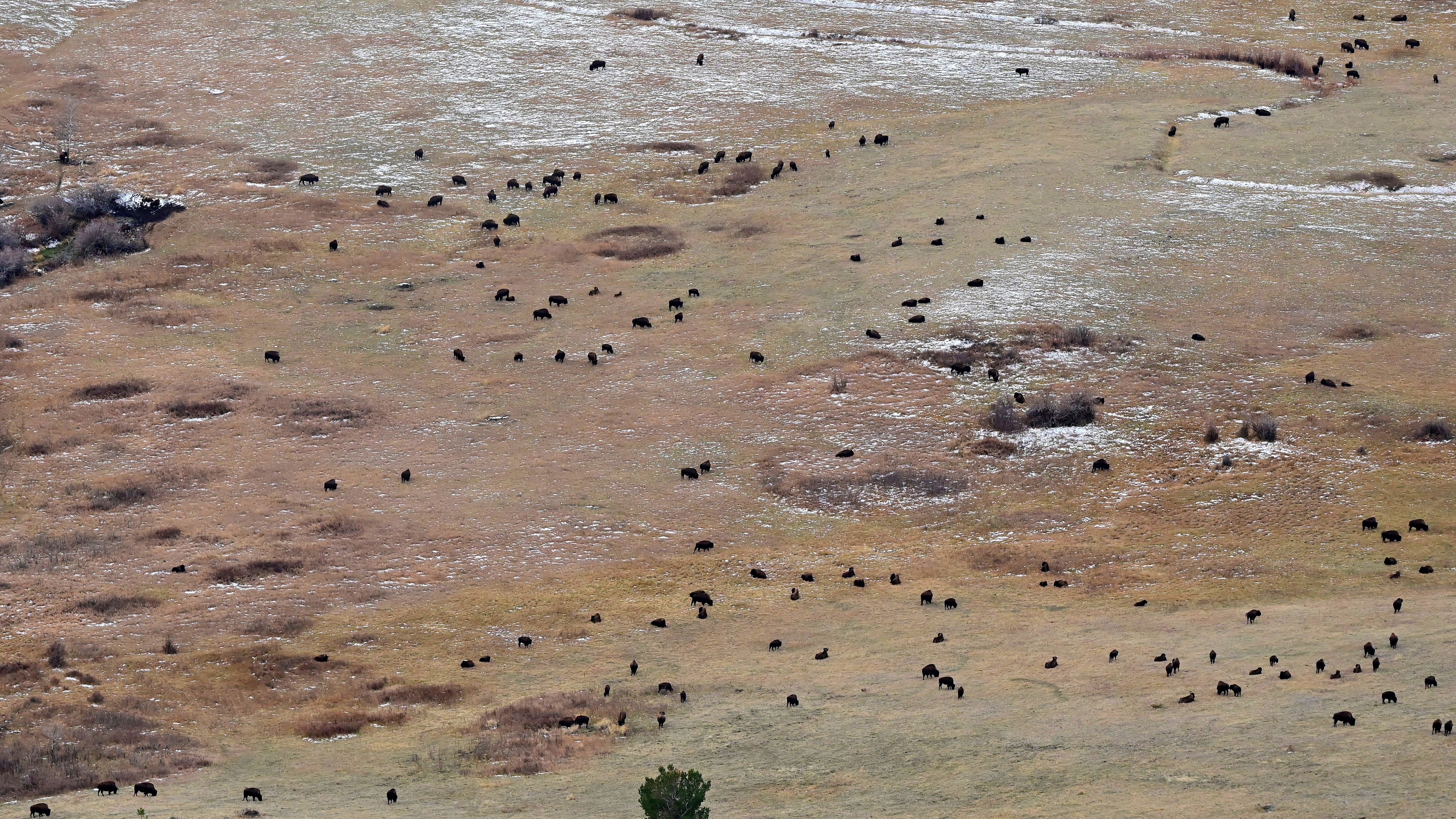 A bison herd.
